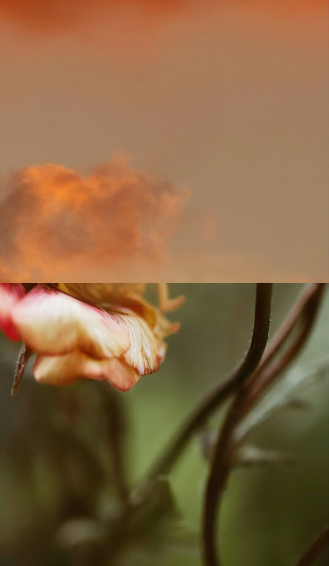 Neues Design, dasselbe Herz: Treffen Sie das erfrischte OFCASA